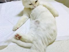 -宠爱国际动物医院· 猫科· 外科·中兽医(长白店)