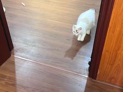 -楼上猫咖(罗湖店)