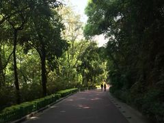 -金鸡山公园