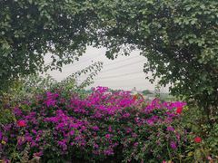 -紫颐香薰山谷景区