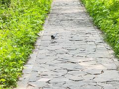 -黑龙江省森林植物园