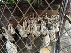 -鱼窝棚柴火铁锅炖(富山屯店)