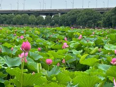 -荷塘月色湿地公园·向阳花洲