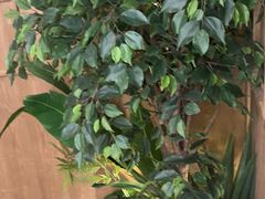 -同仁四季椰子鸡(无锡滨湖万象汇店)