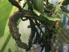 -上海大自然野生昆虫馆(东方明珠·爬宠昆虫探索中心)