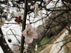 -香雪海