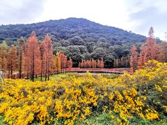 -广州市石门国家森林公园