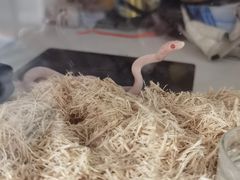 -酷以爬仙阁实体爬宠店·守宫·蜥蜴·专业繁育