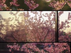 -新江湾城公园