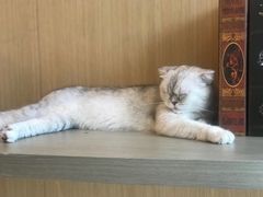 -飞行喵MR PILOT|猫舍·猫咖(静安大融城店)