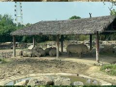 -上海野生动物园