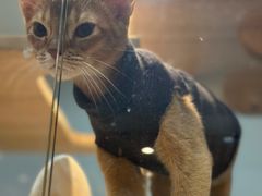 -BABIT巴比特宠物(MOMOPARK店)