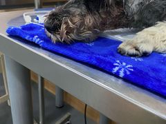 -爱侣宠医·鹦鹉专科·小型哺乳类·异宠专科(灵石路店)