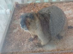 -怪兽屋·羊驼·猫咖·狗咖(俊华广场店)