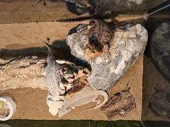 -FAIRYLAND龙族星球主题餐厅(凯丹广场店)