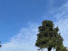 -重庆睡佛山森林公园