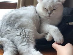 -蓝鲸·缅因猫舍