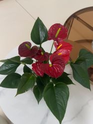 -薇兰专业脱毛连锁机构