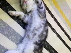 -lincat·猫舍(广州店)