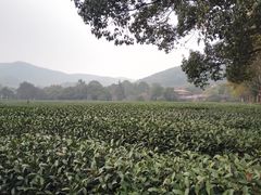 -中国茶叶博物馆(双峰馆区)
