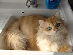 -伟伟宠物医院·瑞派猫友好医院·猫科(光谷店)