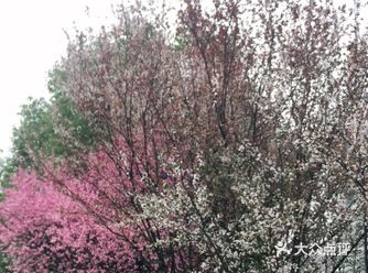 为了上首页，刚回武汉走在路上，梅花和樱花都已经开了