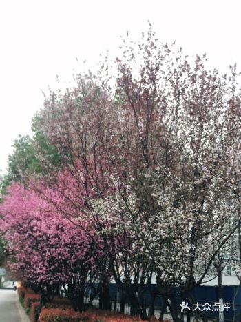 为了上首页，刚回武汉走在路上，梅花和樱花都已经开了