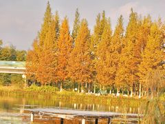 -白鹭湾湿地公园