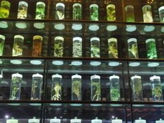 -广东中医药博物馆