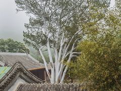 -潭柘寺景区