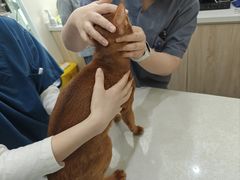 -佩兹宠物医院肿瘤专科·眼科·牙科(黄浦店)