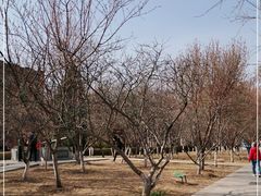 -桃花堤公园