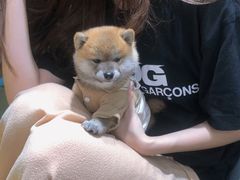 -逗柴咖啡屋·狗咖猫咖宠物桌游