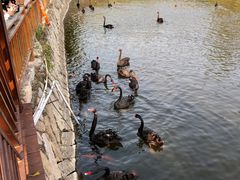 -泉州海丝野生动物世界