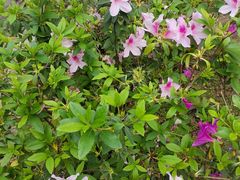 -深圳国际园林花卉博览园