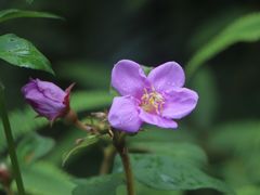 -滴水岩森林公园