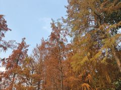 -重庆彩云湖湿地公园