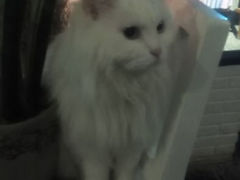 android_upload_pic-Anne猫窝咖啡屋