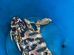 -蓝湾碧波·老字号·疍家非遗海上餐厅