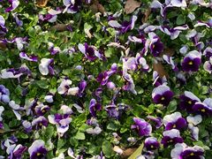 -南京维景国际大酒店(南京博物院店)