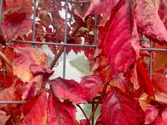 -北京市海淀外国语实验学校