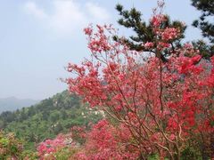 -木兰云雾山