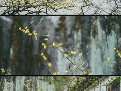 -留园