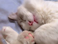 -飞行喵MR PILOT|猫舍·猫咖(静安大融城店)
