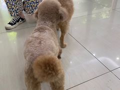 -全心全意连锁动物医院·微创中心·内科急重症·心脏专科(丰管路店)