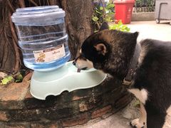 -柴犬高等学院·狗咖·柴犬售卖·宠物训练