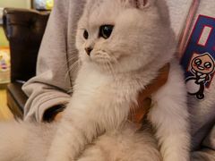 -猫大福·Fortune Cat猫舍(百子湾店)