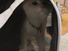 -安安宠医宠物医院·异宠·犬猫内科(岳阳分院)