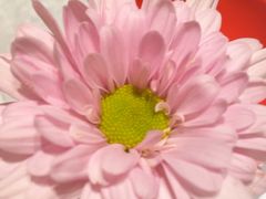 -月下料理(楷林IFC店)