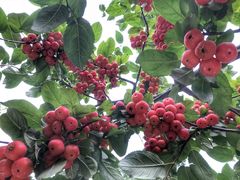 -丽泽山庄·生态怀柔菜·虹鳟鱼(红螺寺店)